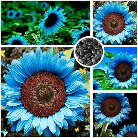 Blue Flame Sunflower Seeds, Pot Mix Free