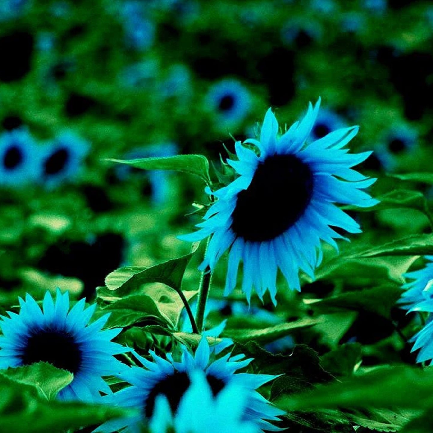 Blue Flame Sunflower Seeds, Pot Mix Free